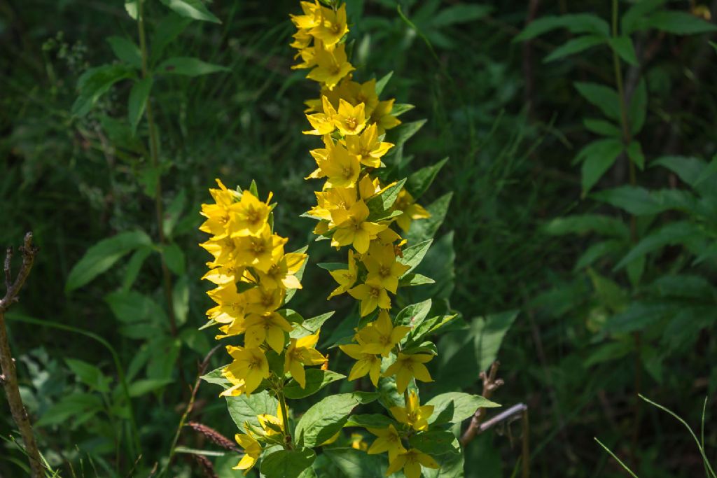 Lysimachia punctata (Primulaceae)